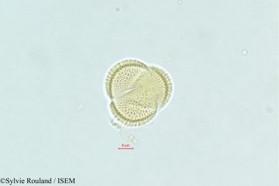 Morettia canescens - lame n° 375