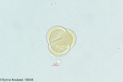 Morettia canescens - lame n° 375