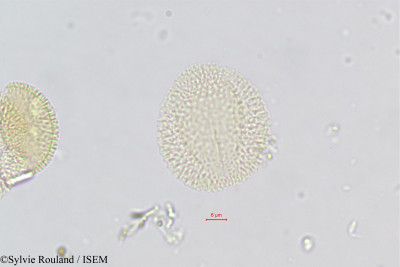 Morettia canescens - lame n° 375