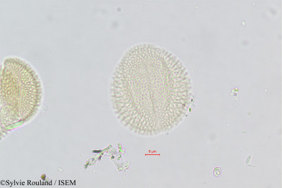 Morettia canescens - lame n° 375