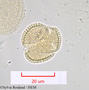 Sylvie.Rouland/Moricandia_arvensis_1036/Moricandia_arvensis_1036_0001(copy)_thumb.jpg
