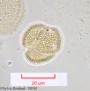 Moricandia arvensis - lame n° 1036