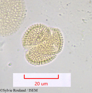 Moricandia arvensis - lame n° 1036