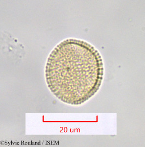 Moricandia arvensis - lame n° 1036