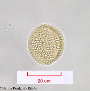 Moricandia arvensis - lame n° 1036