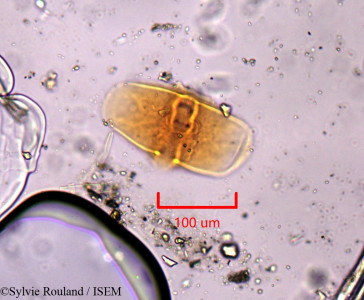 Morina breviflora - lame n° 1824