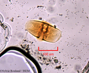 Morina breviflora - lame n° 1824