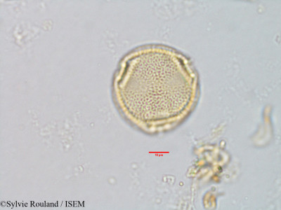 Sylvie.Rouland/Morinda_umbellata_2897/Morinda_umbellata_2897_0001(copy)_thumb.jpg