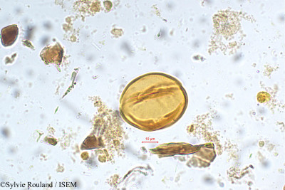 Moringa concanensis - lame n° 5381