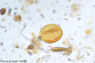 Moringa concanensis - lame n° 5381