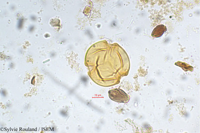 Moringa concanensis - lame n° 5381