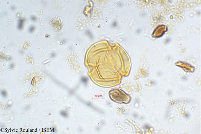 Moringa concanensis - lame n° 5381