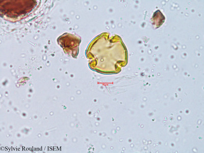Sylvie.Rouland/Moringa_oleifera_3964/Moringa_oleifera_3964_0001(copy)_thumb.jpg