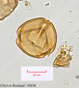 Sylvie.Rouland/Moringa_pterygosperma_1393/Moringa_pterygosperma_1393_0001(copy)_thumb.jpg