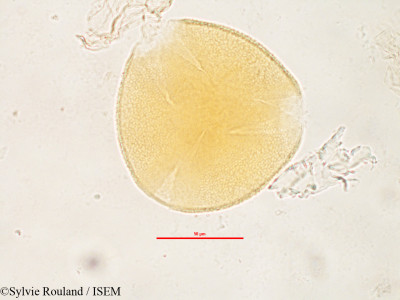 Sylvie.Rouland/Mucuna_grevei_2818/Mucuna_grevei_2818_0001(copy)_thumb.jpg