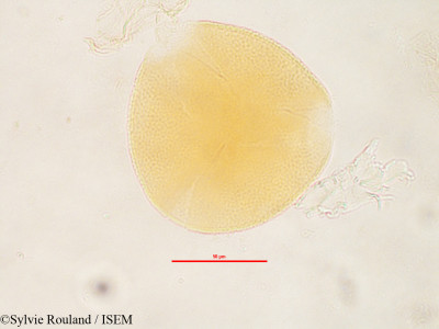 Mucuna grevei - lame n° 2818