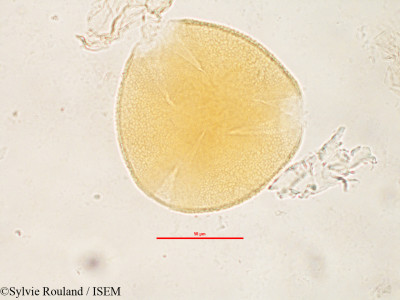 Mucuna grevei - lame n° 2818