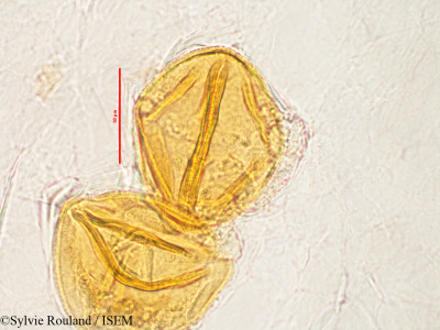 Mucuna grevei - lame n° 2818