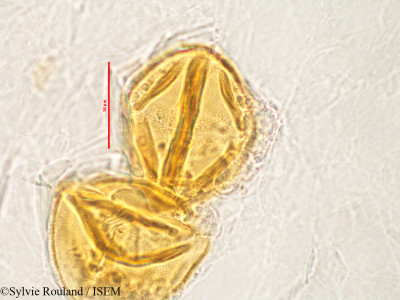 Mucuna grevei - lame n° 2818