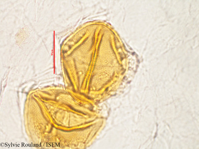 Mucuna grevei - lame n° 2818