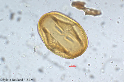 Sylvie.Rouland/Mucuna_hirsuta_5291/Mucuna_hirsuta_5291_0001(copy)_thumb.jpg