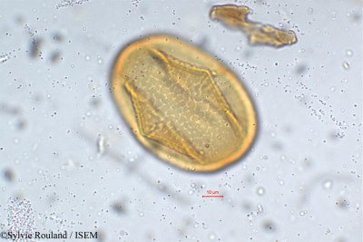 Mucuna hirsuta - lame n° 5291