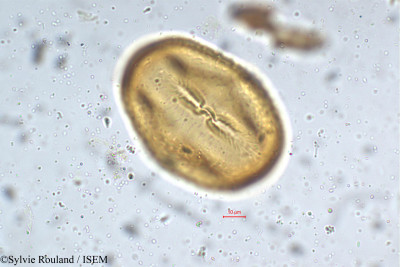 Mucuna hirsuta - lame n° 5291