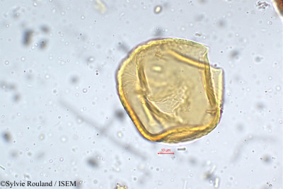 Mucuna hirsuta - lame n° 5291