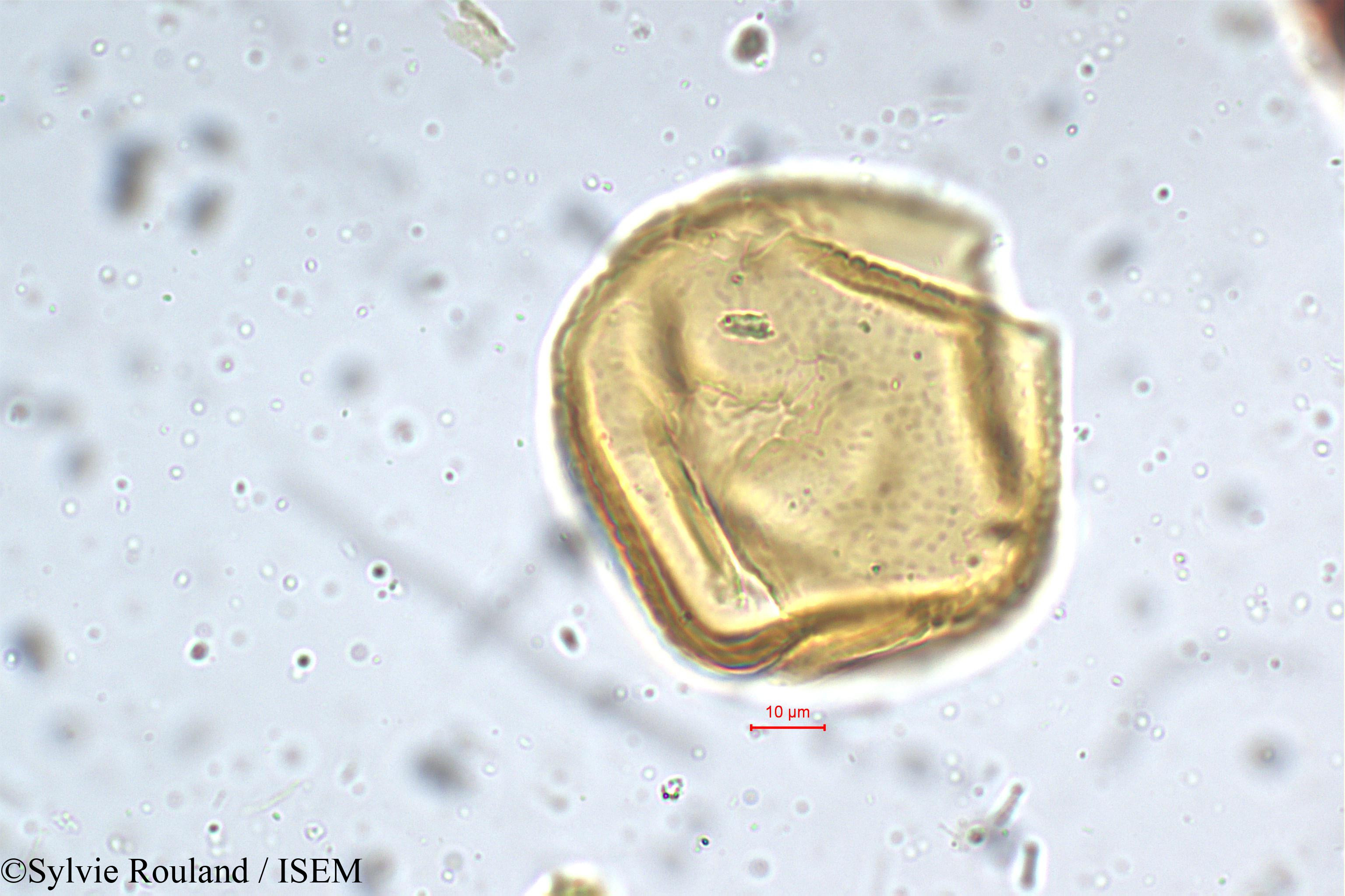 Sylvie.Rouland/Mucuna_hirsuta_5291/Mucuna_hirsuta_5291_0005(copy).jpg
