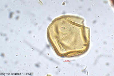 Mucuna hirsuta - lame n° 5291