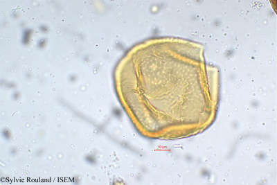 Mucuna hirsuta - lame n° 5291