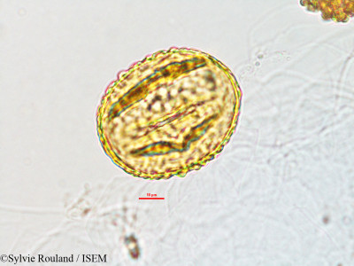 Sylvie.Rouland/Mucuna_pruriens_2819/Mucuna_pruriens_2819_0001(copy)_thumb.jpg