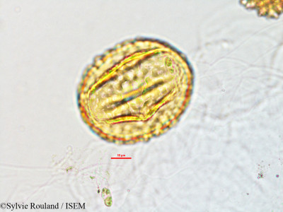 Mucuna pruriens - lame n° 2819