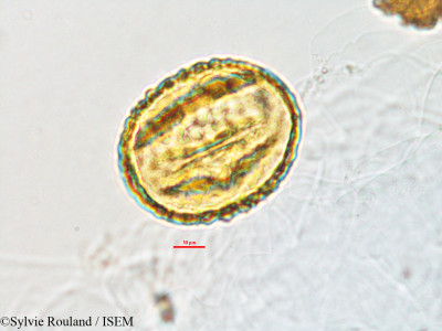 Mucuna pruriens - lame n° 2819