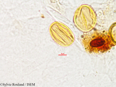 Sylvie.Rouland/Mundulea_andringitrensis_2788/Mundulea_andringitrensis_2788_0001(copy)_thumb.jpg