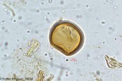 Mundulea sericea - lame n° 5014