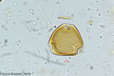 Mundulea sericea - lame n° 5014