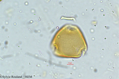 Mundulea sericea - lame n° 5014