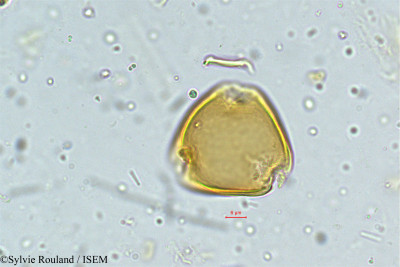 Mundulea sericea - lame n° 5014