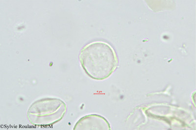 Sylvie.Rouland/Myrianthus_libericus_540/Myrianthus_libericus_540_0001(copy)_thumb.jpg