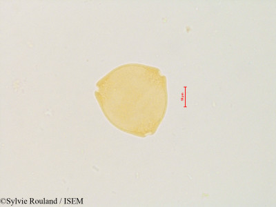 Sylvie.Rouland/Myrica_esculenta_4867/Myrica_esculenta_4867_0001(copy)_thumb.jpg
