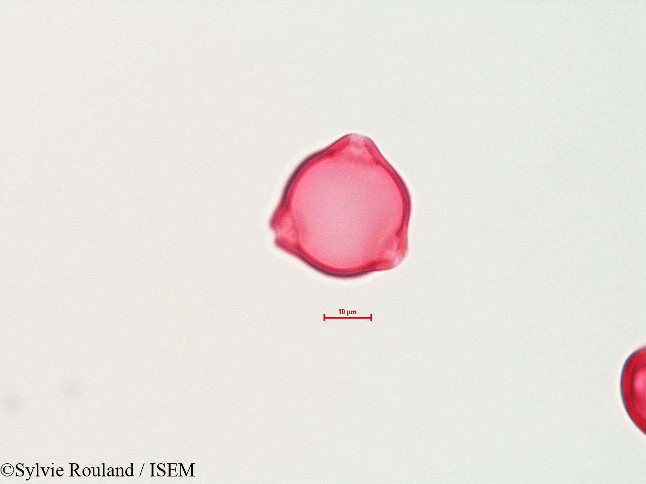 Sylvie.Rouland/Myrica_sp._4498/Myrica_sp._4498_0002(copy).jpg