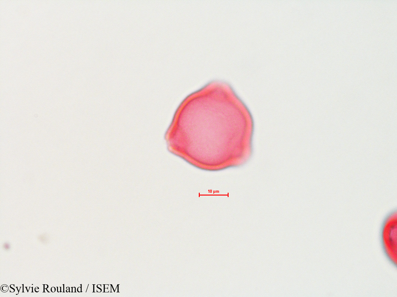Sylvie.Rouland/Myrica_sp._4498/Myrica_sp._4498_0003(copy).jpg