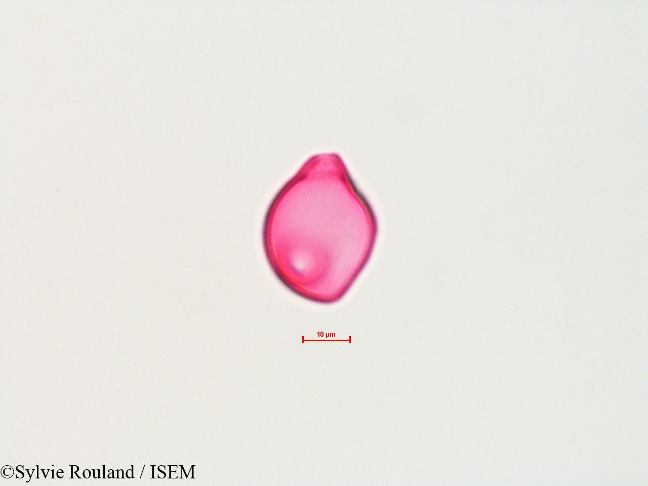 Sylvie.Rouland/Myrica_sp._4498/Myrica_sp._4498_0005(copy).jpg