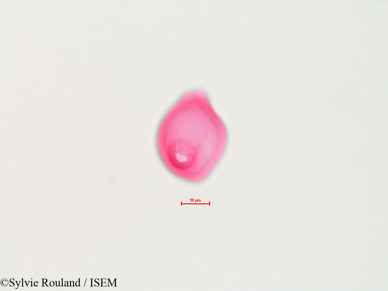 Sylvie.Rouland/Myrica_sp._4498/Myrica_sp._4498_0006(copy).jpg