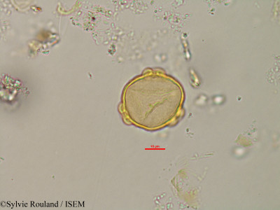 Sylvie.Rouland/Myriophyllum_axilliflorum_1398/Myriophyllum_axilliflorum_1398_0001(copy)_thumb.jpg