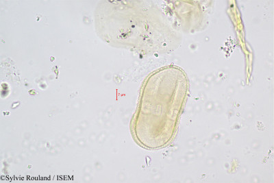 Sylvie.Rouland/Myrrhis_odorata_404/Myrrhis_odorata_404_0001(copy)_thumb.jpg