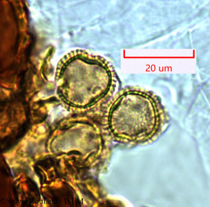 Mystroxylon aethiopicum - lame n° 1449
