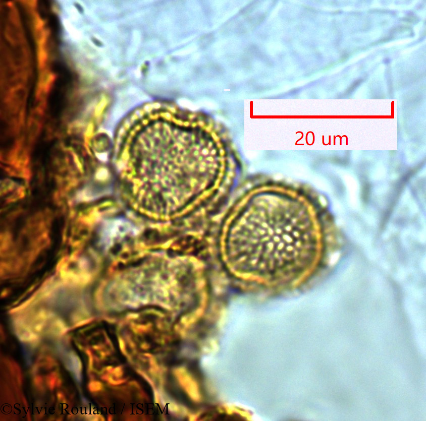 Sylvie.Rouland/Mystroxylon_aethiopicum_1449/Mystroxylon_aethiopicum_1449_0003(copy).jpg