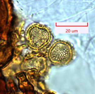 Mystroxylon aethiopicum - lame n° 1449